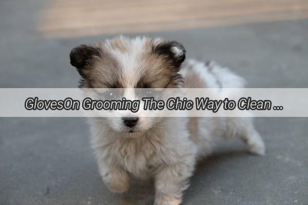 GlovesOn Grooming The Chic Way to Clean Up Your Poochs Mess